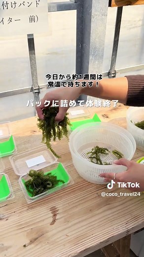 沖縄で楽しむ海ぶどう取り放題体験