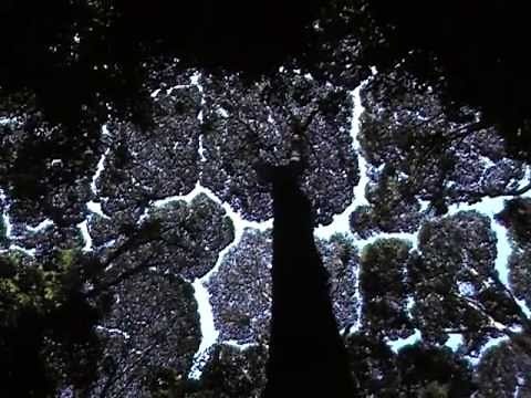 Dryobalanops aromatica (Camphor Tree) Crown Shyness @ FRIM, Malaysia