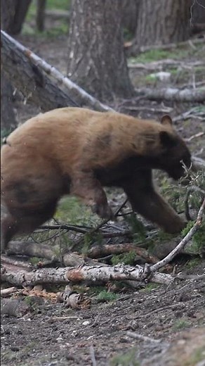 Best Bear Shot Placement! Where to Shoot in Slow Motion!