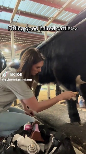 Fitting Techniques for Show Cattle Excellence