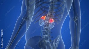 Human Body Glands Adrenal Gland Anatomy Animation Concept