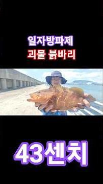 A top-quality fish worth 300,000 won was caught at the neighborhood breakwater. #singlebreakwater...