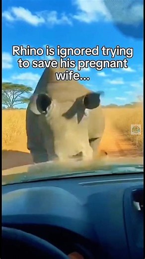 The Heartwarming Rescue and Reunion of a Rhino Family #shortsfeed #usa #viral #animals #trending
