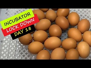 Chicken Incubation Day 18 - It's Lock Down Time