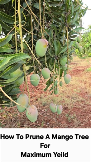 How To Prune A Mango Tree