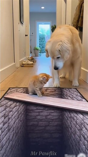 Kitten vs Optical Illusion Mat — Dog Thinks It’s Real Danger!🐱🐶😂