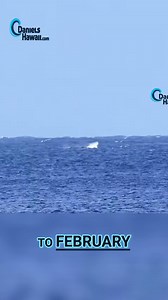 2.1K views · 16 reactions | Experience the thrill of whale-watching! Discover the prime viewing months for humpback whales, from January to mid-March, when their majestic displays are at their peak. Don't miss the chance to see these gentle giants in their breeding grounds. #HumpbackWhales #WhaleWatching #MarineWildlife #NatureLovers #WhaleMigration #BreachingWhales #WildlifePhotography #OceanConservation #TravelTips #AdventureAwaits | Hawaii Urlaub Insider Reise Tipps | Facebook