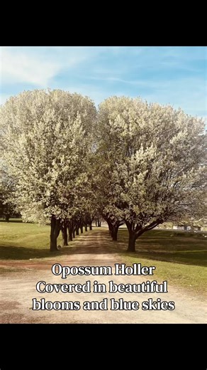 Spring at Opossum Holler Homestead is such a beautiful time. Everything coming back to life is so exciting. #spring #homesteading #farm #nature #beauty