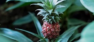 5 Varieties of Fruit to Grow in Containers (Indoors!) | DoItYourself.com