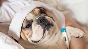 Dog flu: Here's what to look for