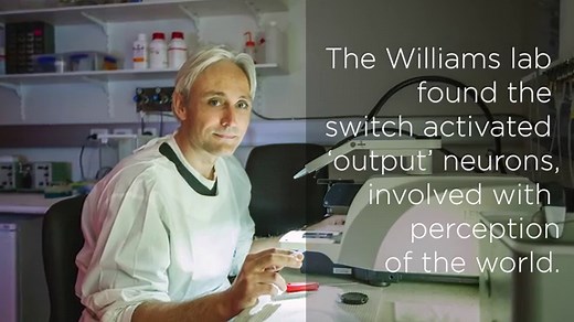 How the brain enables us to rapidly focus attention