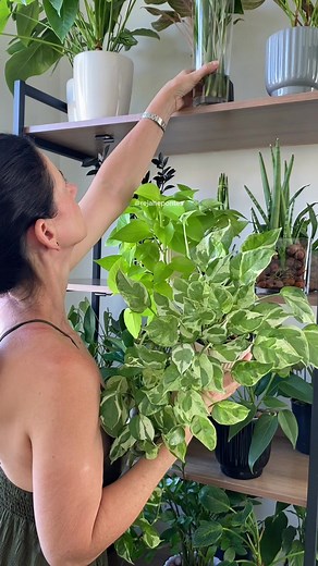 Cuidados Essenciais para Plantas como Jiboia e Zamioculca