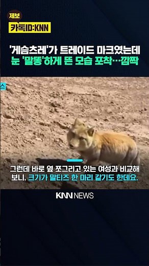 The secret of the 'Tibetan fox' that took over social media? A photo with wide-open eyes… "Who ar...
