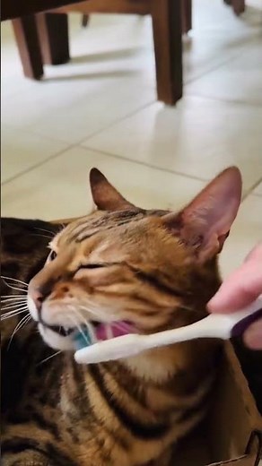#Angel #Tigress #Stravyn® “show people the proper use your toothbrush! MINE?! #cat #fyp #OMG #funny