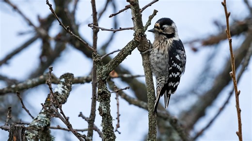 The challenges of capturing wildlife in freezing temperatures