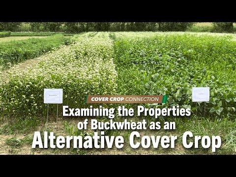 Examining the Properties of Buckwheat as an Alternative Cover Crop