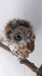 "I am the Lorax. I speak for the trees." Bruno, the Eastern Screech Owl, is looking a little rough these days, as are all of our other Screech Owls. Eastern Screech Owls typically experience a "catastrophic molt" on their heads, meaning they molt most or all of their head feathers at once. This can make them look a bit ragged or even bald until the new feathers grow in. This process usually happens in late summer or early fall. Each molting season, our Screech Owls take on the looks of some diff