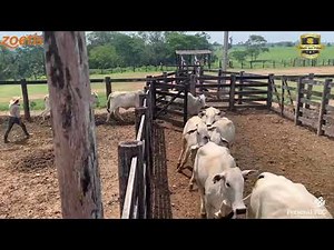 Manejo na Fazenda Santa Rosa - Grupo Quagliato