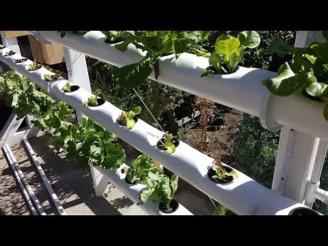 Grow your own lettuce in a vertical hydroponic system