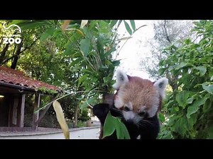 Red Panda + Bamboo