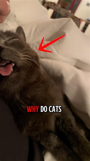 Why Do Cats Sleep So Much? 😴🐱 (It’s Not Laziness!)