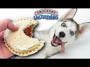 Making 100 Uncrustables for Homeless Dogs