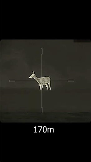 Hunting Red Deer with Thermal