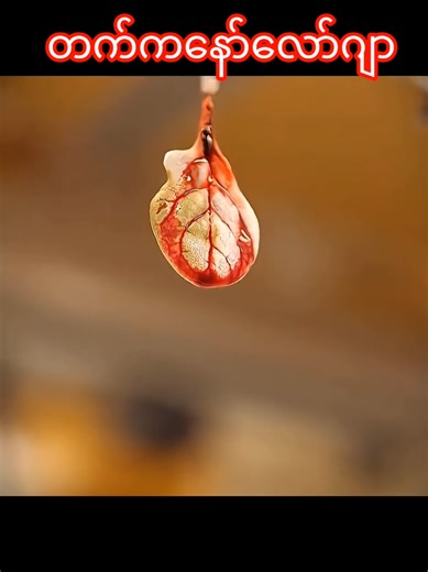 Transforming Spinach into Human Hearts: The Future of Tissue Engineering