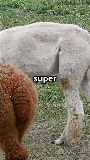 Alpaca vs Llama: The Ultimate Showdown! #epicbattle #facts #wildlifeentertainment