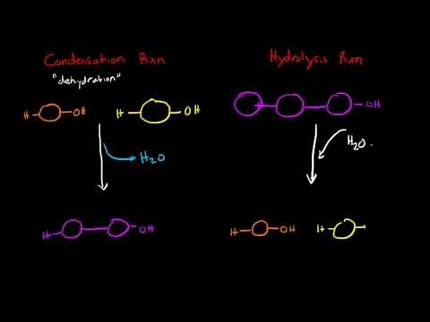 Condensation and Hydrolysis Reactions