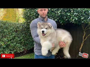 Malamute Puppy Training. Teddy Is Learning Fast!