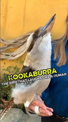 Kookaburra: The Bird That Laughs Like a Human!😂🦜 #kookaburra #kookaburras #FunnyAnimals