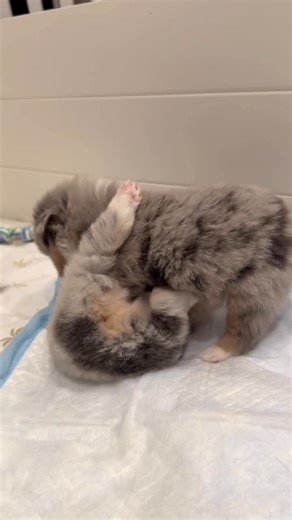 Mini Aussie Breeder on Instagram: "Little bitty pups are starting to learn how to play with each other! #legendsminiaussies #miniaussie #cutepuppies"