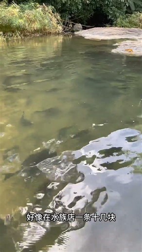 天呐.整条河道都是清道夫 #Alien species#Sweeper#Rampant and rampant