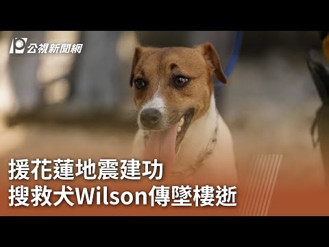 援花蓮地震建功 搜救犬Wilson傳墜樓逝｜20250709 公視午間新聞