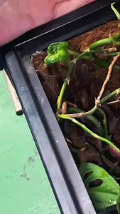 #birdeater #tarantula #bigback #fypage #fyp #applevalley #rogreptiles #california #wildlife | Rog Reptiles