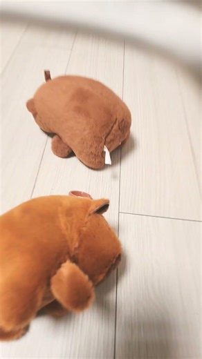 카피바라~~~~~