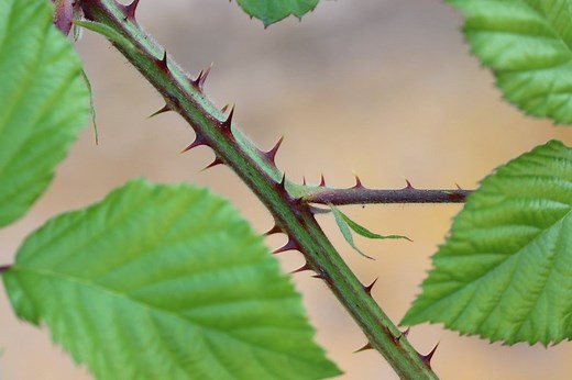 5 solutions miracles pour éradiquer facilement et définitivement les ronces au jardin