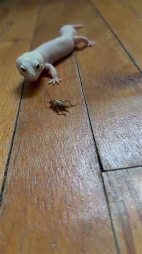 Gecko Vs Cricket 🦗 #leopardgecko #reptiles #gecko #lizard #snakes