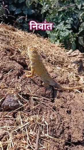 Sun bath therapy of Lizard | सरडा #shortsfeed #shorts #viral #trending #viralshorts #ytshorts