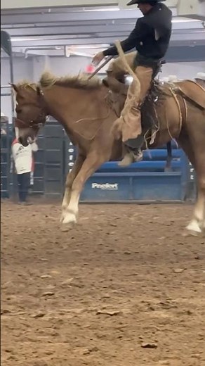 DANGER! This horse is unpredictable!