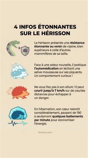 🦔 4 infos surprenantes sur le hérisson #short #hérisson #animaux #lesaviezvous #insolite #lesdocus