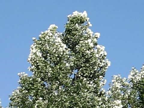 Poplar tree leaves rustling in the wind