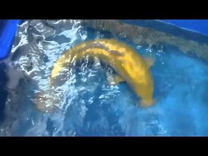 Modern Koi Blog #477 - Wachstum unserer Jumbo Tosai Doitsu Karashigoi