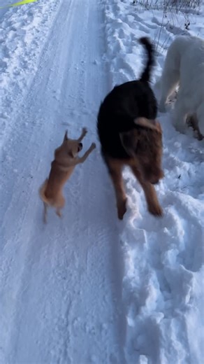 Alesya | Dog Trainer on Instagram: "The thing is - I always interfere when the play between Fiodor (my Airedale puppy) and Anton (my young Chihuahua) goes over reasonable limits. They have their own way of playing and very often it’s mutually enjoyable. But because Fiodor is a 6.5 months old large impulsive puppy, he often struggles to adjust his play style to tiny Anton. Anton enjoys rough play too, but physically he’s just not built for a young boisterous Airedale 😅 It was interesting to see 