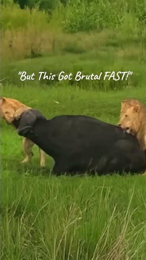 "Buffalo vs Lion Pride… Who Survives This Ambush?