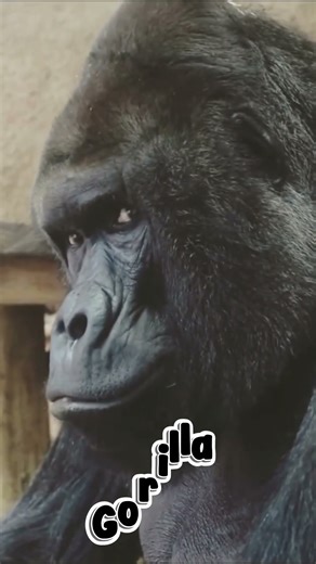 Animals Caught Mid-Yawn #Shorts