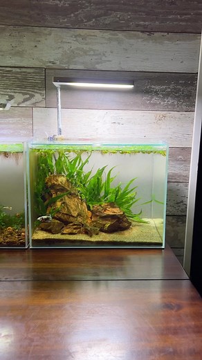 12K views | Waterbox 6 betta scape planted with java fern and red...