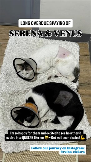 [𝐇𝐀𝐏𝐏𝐘 𝐒𝐏𝐀𝐘 𝐃𝐀𝐘] 𝐒𝐞𝐫𝐞𝐧𝐚 & 𝐕𝐞𝐧𝐮𝐬! Welcome to the No-Ovary Kitties Club!😹 Hats off to our hoomans for all their furbabies— all four of us (Me, Emma, Serena & Venus) are now fixed!💕 Hats off also to our Vet who did a wonderful job on Serena and Venus— their spay wounds don’t look scary at all!👏👏👏 . . . . #rescuedcat #adoptedcat #adoptedandloved #spayed | Aldrin Lee