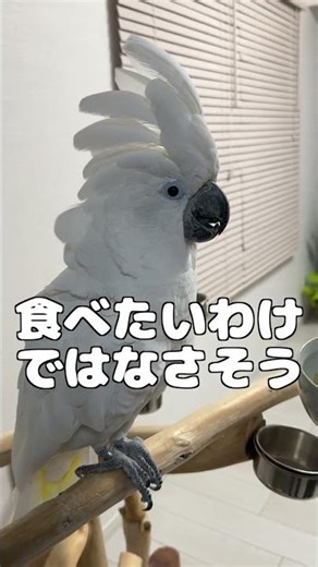 完成したダイエット沼、ゆきまる氏の目が明らかにおかしい #shorts